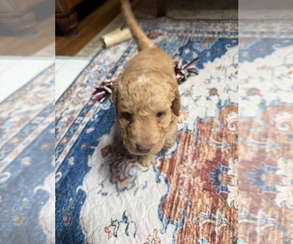 Medium Photo #79 Aussiedoodle Puppy For Sale in ASHEVILLE, NC, USA