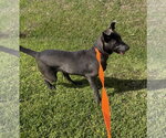 Small Photo #7 Carolina Dog-Unknown Mix Puppy For Sale in Oakhurst, NJ, USA