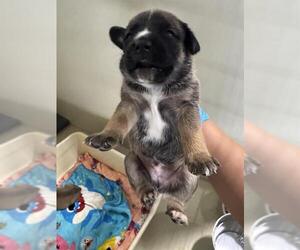 Mutt Dogs for adoption in Bakersfield, CA, USA
