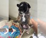 Small Mutt