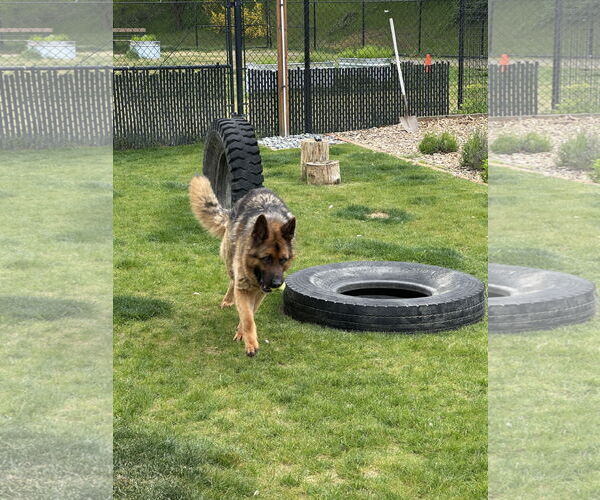 Medium Photo #6 German Shepherd Dog Puppy For Sale in Seattle, WA, USA