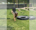 Small #5 German Shepherd Dog