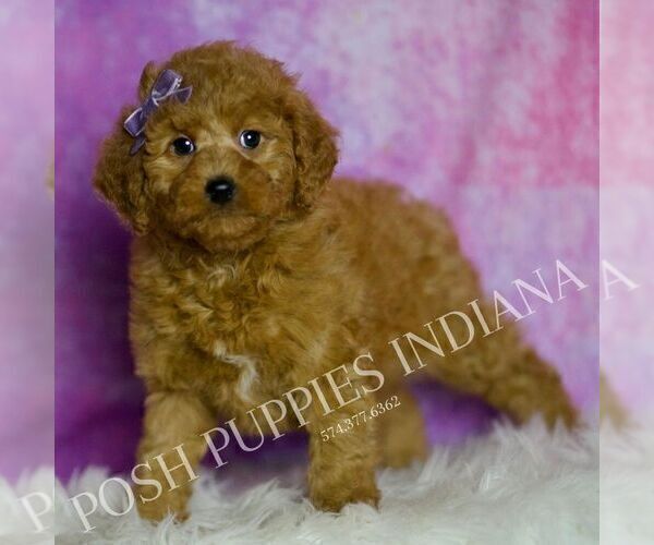 Medium Photo #37 Goldendoodle (Miniature) Puppy For Sale in WARSAW, IN, USA