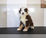Puppy 4 Miniature Australian Shepherd