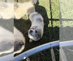 Small #2 Great Pyrenees