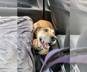 Great Dane Dogs for adoption in Bullard, TX, USA