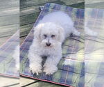 Small #2 Bichon Frise