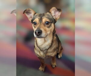 Chiweenie Dogs for adoption in The Woodlands, TX, USA