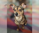 Small Chiweenie