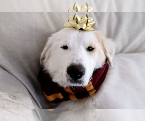 Medium Photo #3 Great Pyrenees Puppy For Sale in Spring, TX, USA