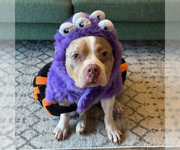 Medium Photo #4 Mutt Puppy For Sale in Fargo, ND, USA