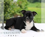 Small Photo #6 Boston Terrier Puppy For Sale in MANHEIM, PA, USA