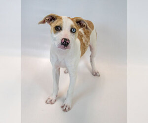 Mychelle - Female Mutt Dog for Adoption - Photo #4