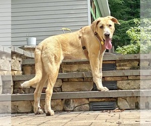 Anatolian Shepherd-Labrador Retriever Mix Dogs for adoption in Fultonham, NY, USA