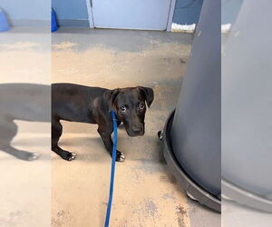 American Staffordshire Terrier-German Shepherd Dog Mix Dogs for adoption in Tallahassee, FL, USA