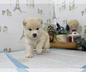 Shiba Inu Puppy for sale in SAN DIEGO, CA, USA