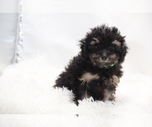 ShihPoo Puppy for sale in DYERSBURG, TN, USA