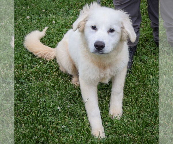 Medium Photo #3 Great Pyrenees Puppy For Sale in Huntley, IL, USA