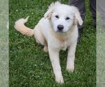 Small #2 Great Pyrenees