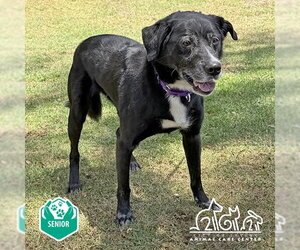 Shepradors Dogs for adoption in Irvine, CA, USA