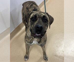 Labrador Retriever-Unknown Mix Dogs for adoption in Placerville, CA, USA