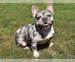 Small Photo #1 French Bulldog Puppy For Sale in Kaposvar, Somogy, Hungary