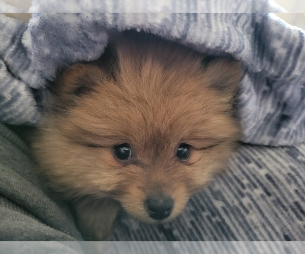 Medium Photo #3 Pomeranian Puppy For Sale in DOUGLAS, WY, USA