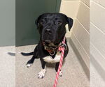 Small #4 American Pit Bull Terrier Mix