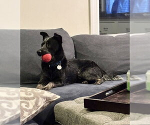 Maximus - Male Mutt Dog for Adoption - Photo #2