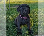 Puppy Diamondpurple Cane Corso