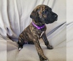 Puppy 8 Daniff