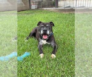 Mutt Dogs for adoption in Riverside, CA, USA