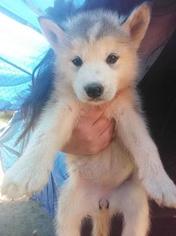 Siberian Husky Puppy for sale in CULLEN, VA, USA