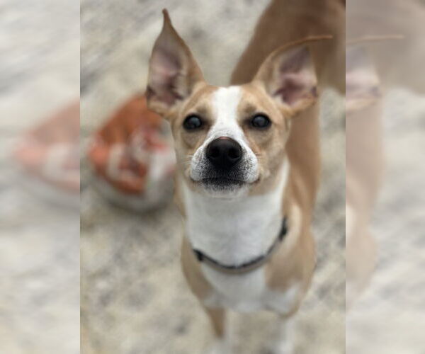 Medium Photo #10 Mutt Puppy For Sale in Evansville, IN, USA