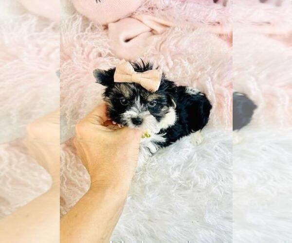 Medium Photo #24 Morkie Puppy For Sale in THONOTOSASSA, FL, USA