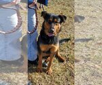 Small Photo #3 Shepweiller Puppy For Sale in Rustburg, VA, USA