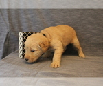 Small Photo #7 Double Doodle Puppy For Sale in BOTHELL, WA, USA