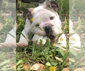 English Bulldogge Puppy for sale in FORT WORTH, TX, USA