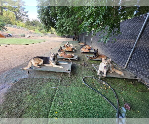 Medium Photo #4 German Shepherd Dog-Siberian Husky Mix Puppy For Sale in Woodland Hills, CA, USA