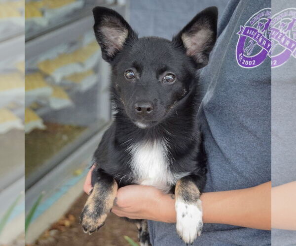 Medium Photo #3 Corillon Puppy For Sale in Huntley, IL, USA