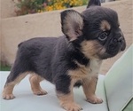 Small #2 French Bulldog