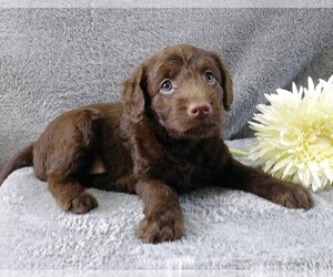 Labradoodle-Poodle (Miniature) Mix Puppy for sale in FREDERICKSBG, OH, USA