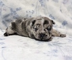 Small Photo #4 French Bulldog Puppy For Sale in NORTH SACRAMENTO, CA, USA