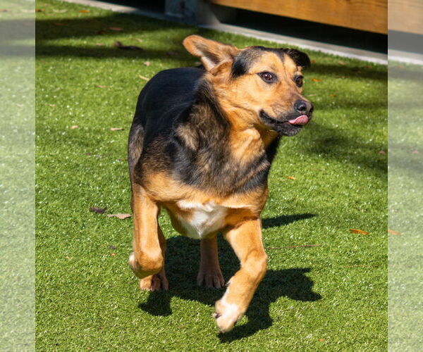 Medium Photo #4 Mutt Puppy For Sale in Hilton Head, SC, USA