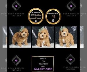 Maltipoo Puppy for sale in WARSAW, IN, USA