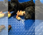 Small #6 Goldendoodle
