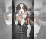 Puppy 2 Australian Shepherd-Miniature Australian Shepherd Mix