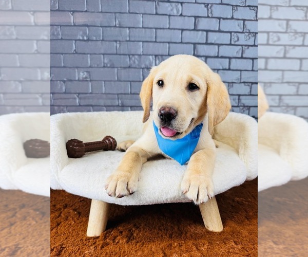 Medium Photo #5 Labrador Retriever Puppy For Sale in OCALA, FL, USA