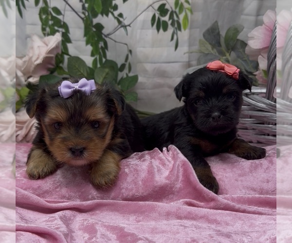 Medium Photo #2 Shorkie Tzu Puppy For Sale in SELLERSBURG, IN, USA