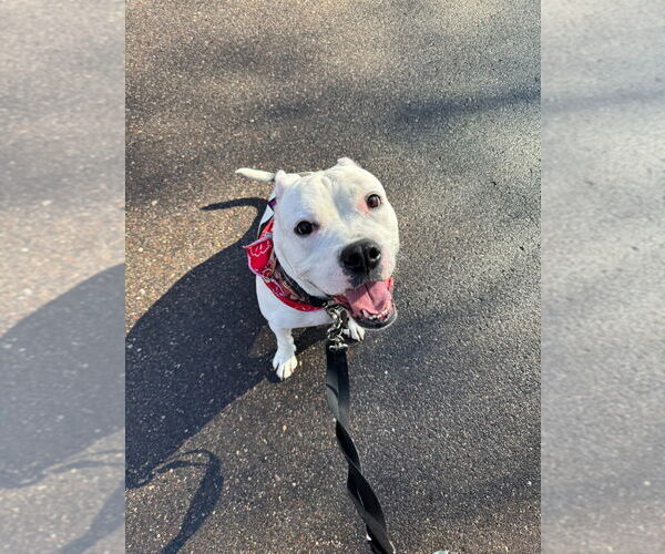 Medium Photo #9 American Bulldog-Unknown Mix Puppy For Sale in Minneapolis, MN, USA